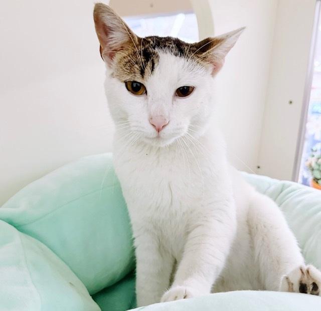 Link - bonded with Zelda, an adoptable Tabby in Philadelphia, PA image 2/6