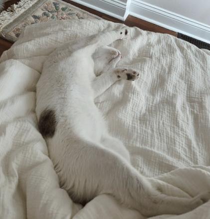 Link - bonded with Zelda, an adoptable Tabby in Philadelphia, PA image 5/6