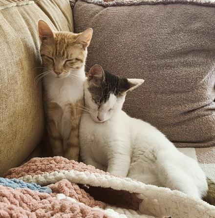 Link - bonded with Zelda, an adoptable Tabby in Philadelphia, PA image 4/6