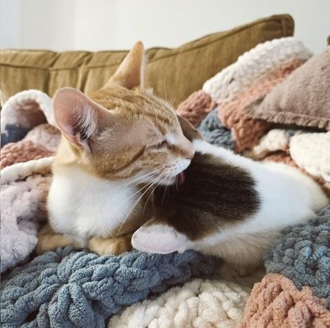 Link - bonded with Zelda, adoptable, Kitten Male Tabby.