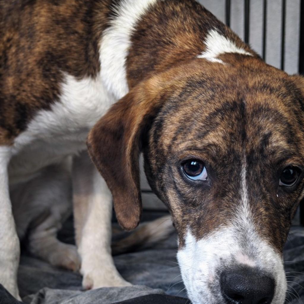 Enlarge Mason, a Adoptable mixed breed in Rogersville, MO image 2/2