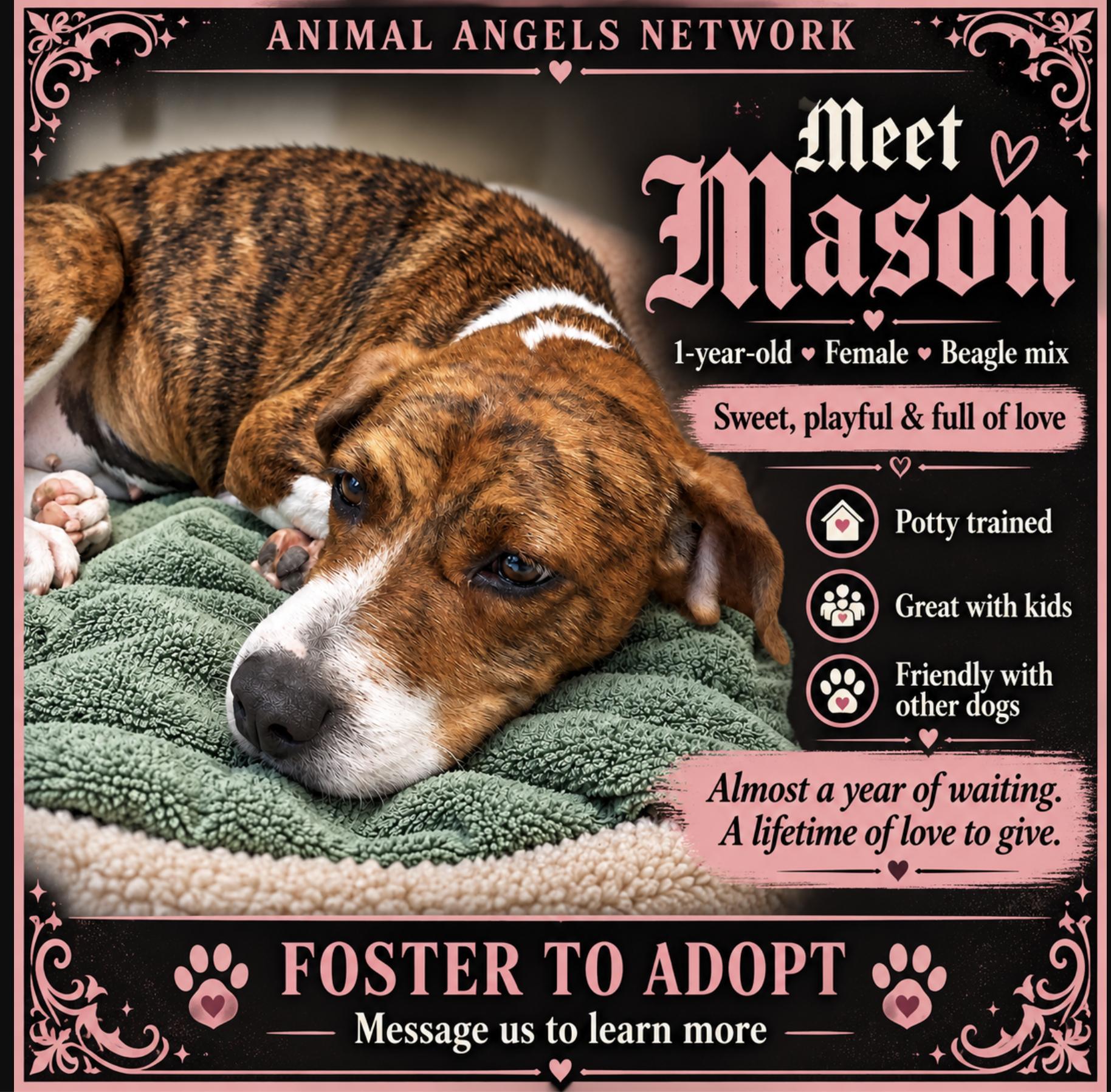 Mason, Adoptable, Young Female Beagle & Mixed Breed.