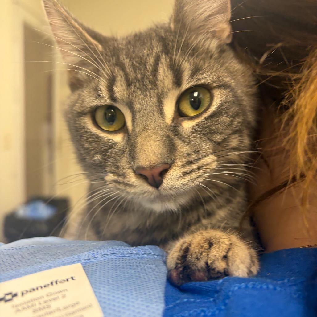 Enlarge Rami, a Adoptable Domestic Short Hair in Pekin, IL image 1/1
