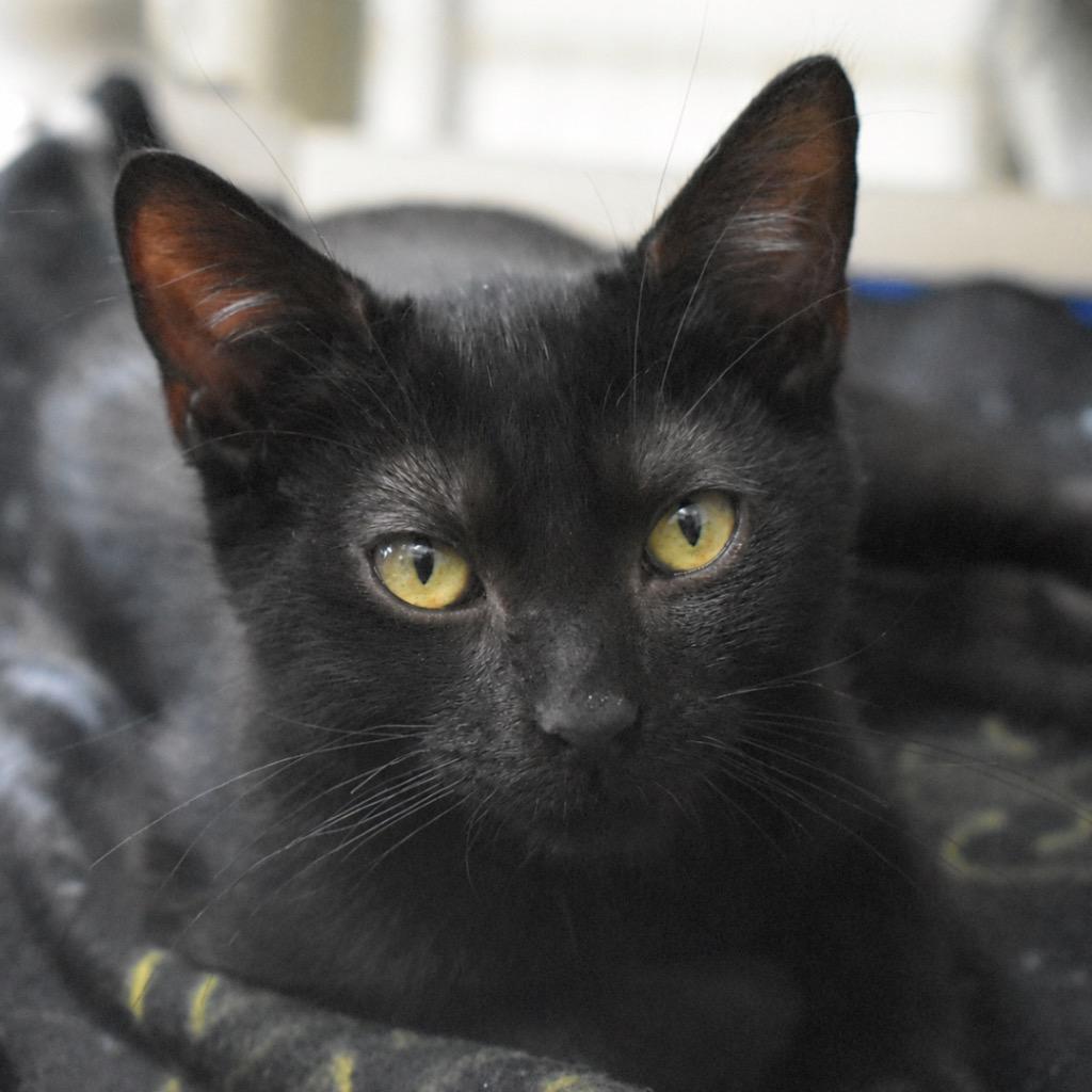 Abby, Adoptable, Kitten Female Domestic Short Hair.