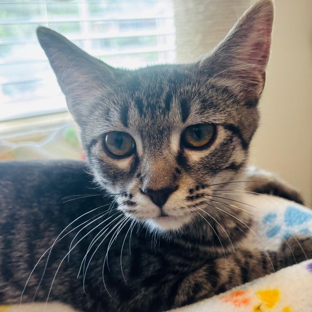 Enlarge Sherly, a Adoptable Domestic Short Hair in Grantsville, UT image 1/1