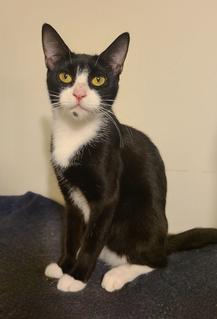 Dandelion, a Adoptable Domestic Short Hair in Ellijay, GA image 1/4