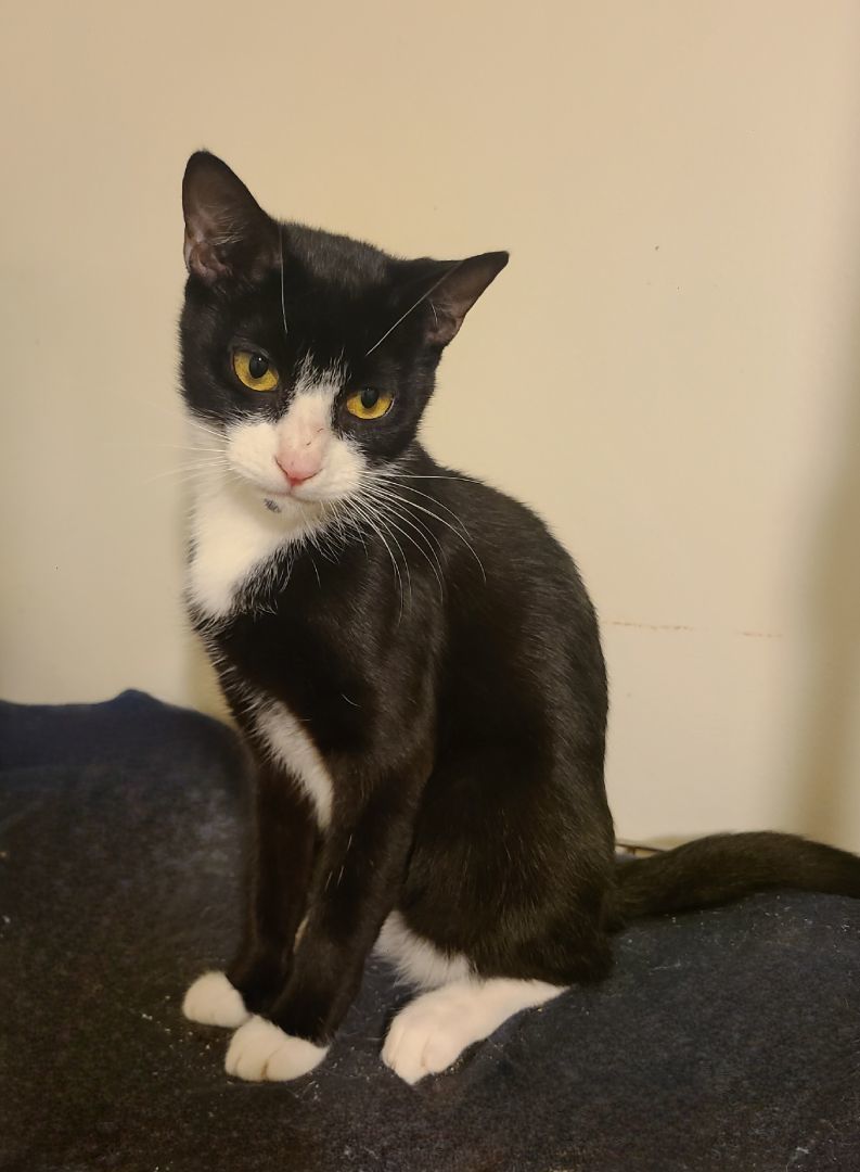 Dandelion, a Adoptable Domestic Short Hair in Ellijay, GA image 2/4