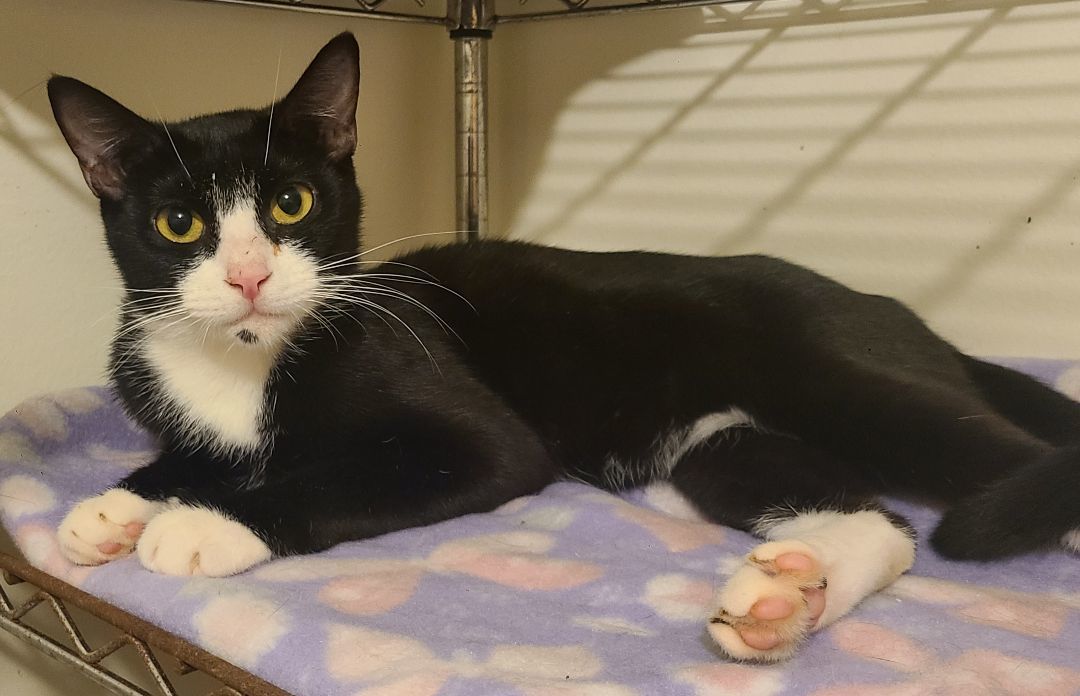 Dandelion, a Adoptable Domestic Short Hair in Ellijay, GA image 3/4