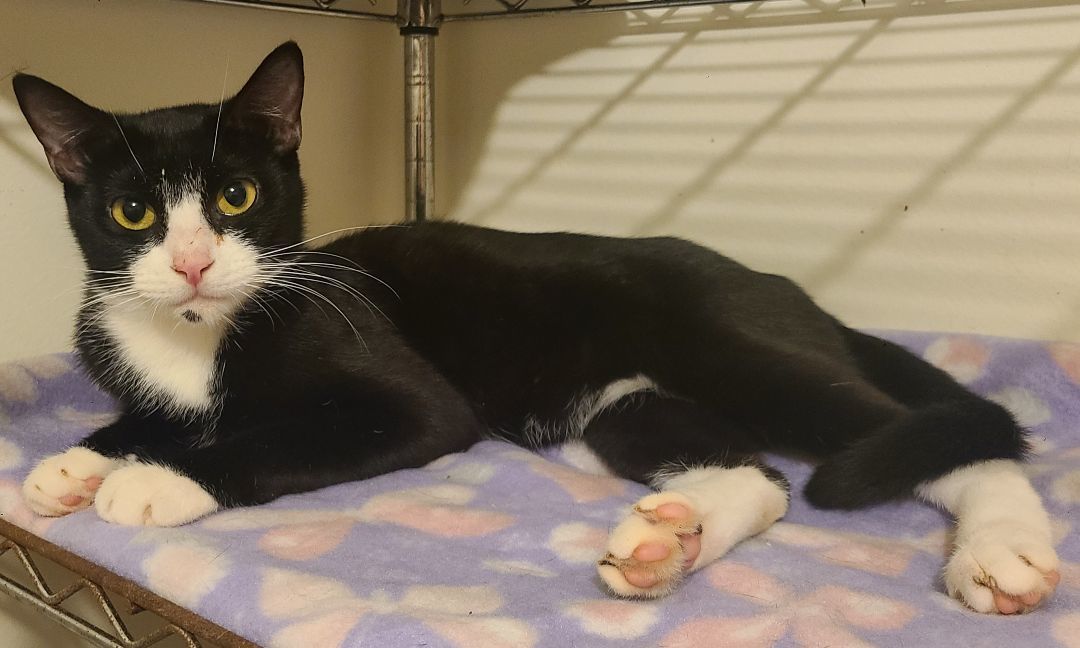 Dandelion, a Adoptable Domestic Short Hair in Ellijay, GA image 4/4