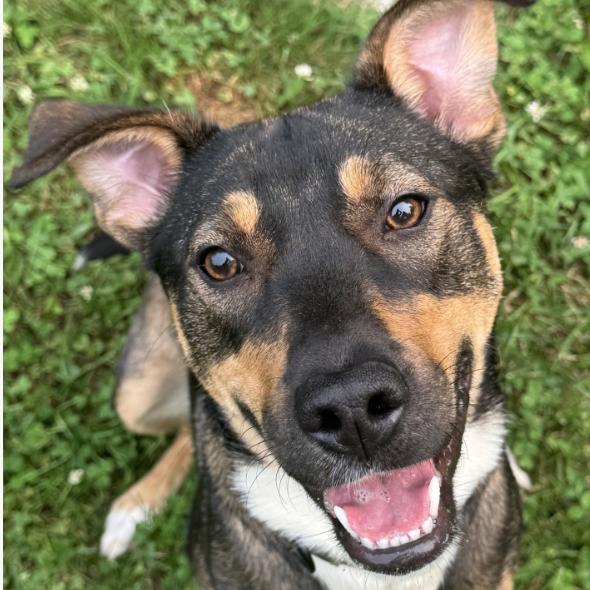 Bailey, Adoptable, Young Female Bernese Mountain Dog & Mixed Breed.
