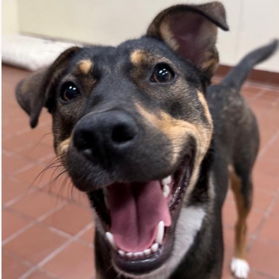 Enlarge Bailey, a Adoptable mixed breed in Lake Hopatcong, NJ image 2/3