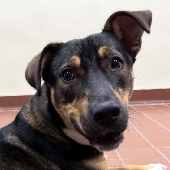 Enlarge Bailey, a Adoptable mixed breed in Lake Hopatcong, NJ image 3/3
