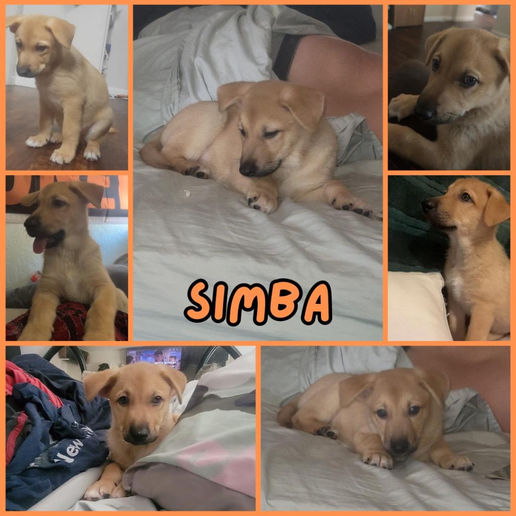 Simba, Adoptable, Young Male Mixed Breed.