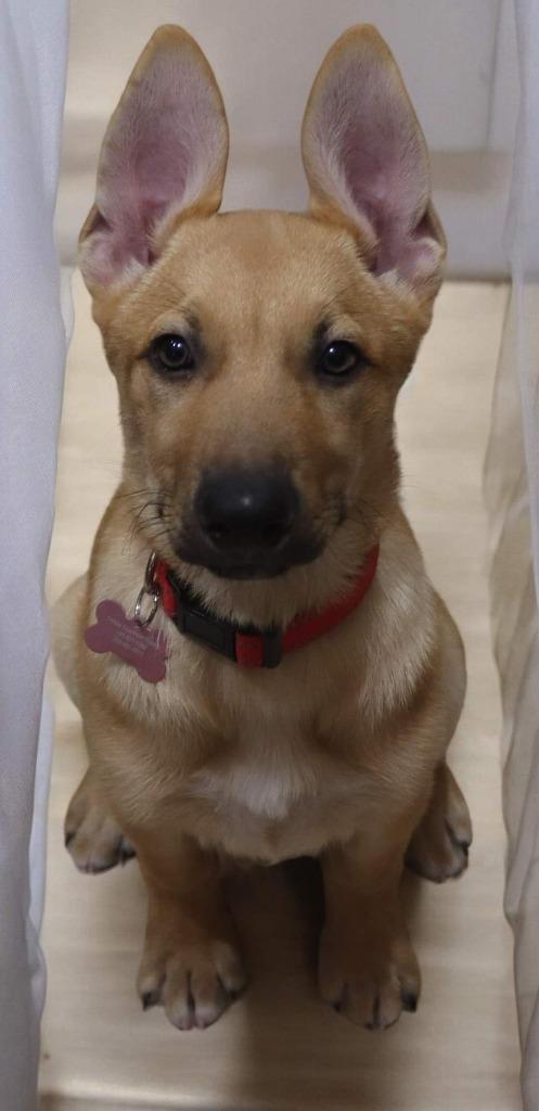 Enlarge Simba, a Adoptable Mixed Breed in Mesa, AZ image 2/6