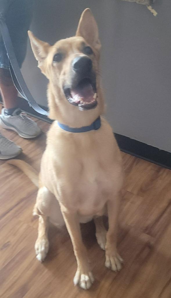 Enlarge Simba, a Adoptable Mixed Breed in Mesa, AZ image 3/6