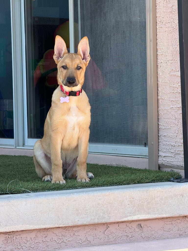Enlarge Simba, a Adoptable Mixed Breed in Mesa, AZ image 4/6