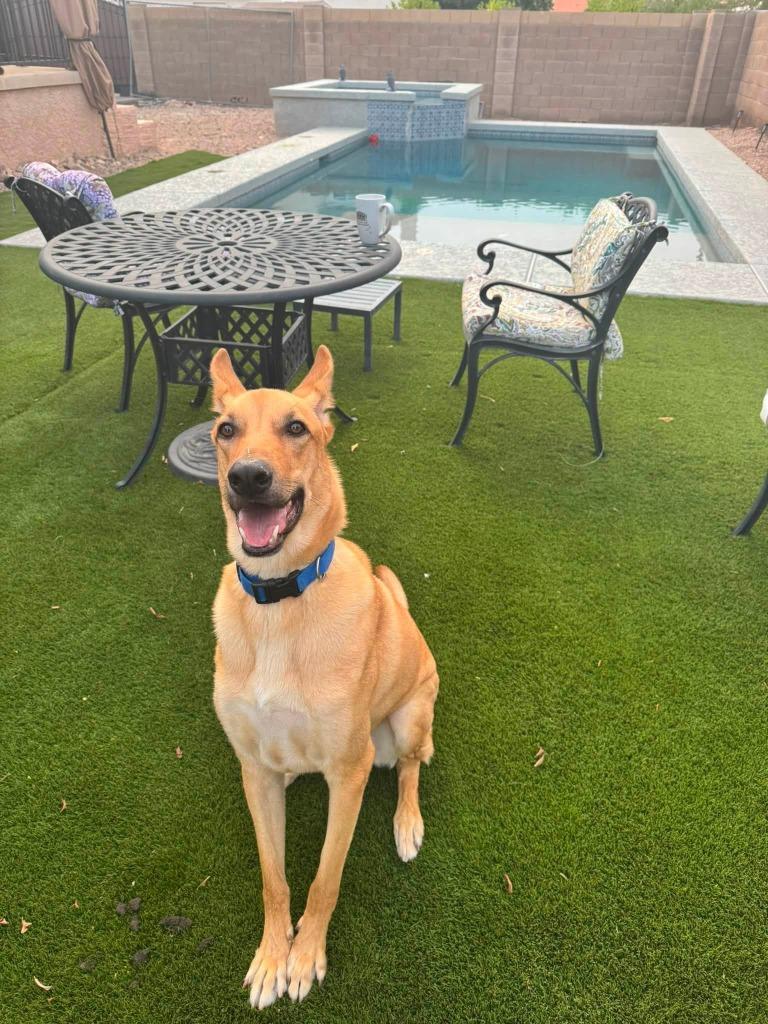 Enlarge Simba, a Adoptable Mixed Breed in Mesa, AZ image 5/6