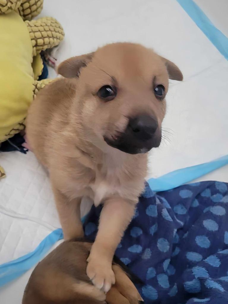 Enlarge Simba, a Adoptable Mixed Breed in Mesa, AZ image 6/6