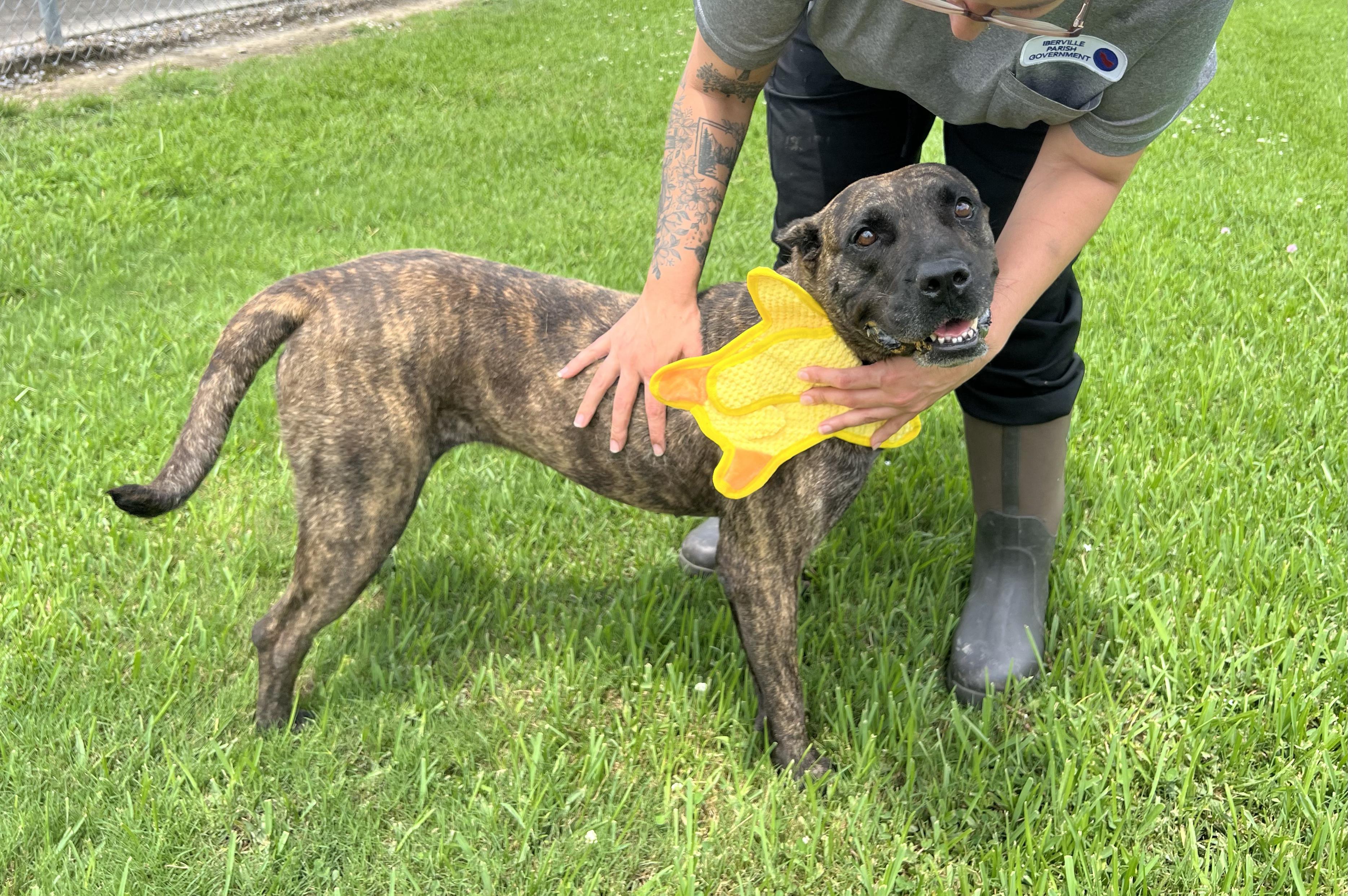 Enlarge Highway, a ADOPTABLE mixed breed in Plaquemine, LA image 1/1