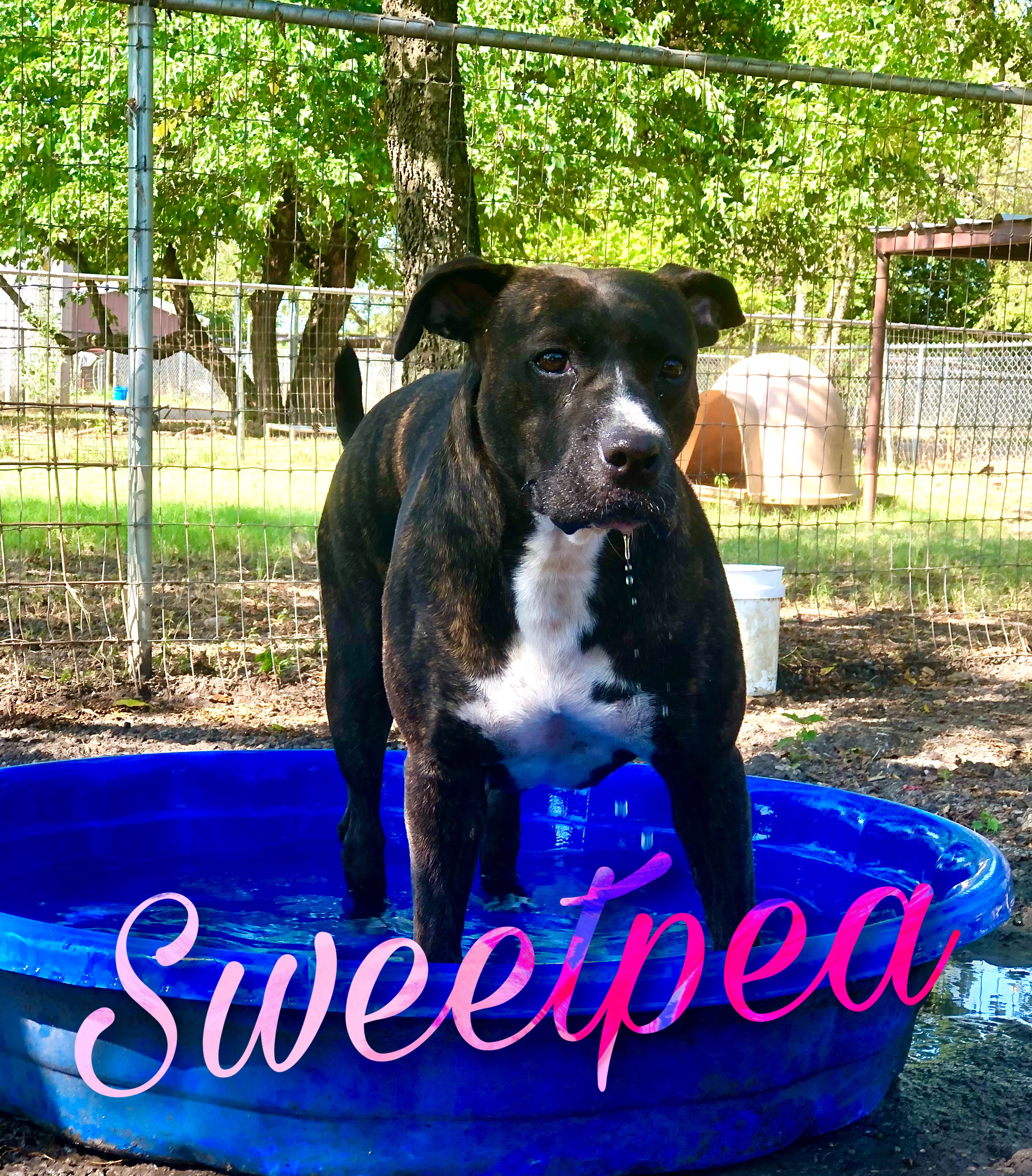 Enlarge Sweetpea, a Adoptable mixed breed in Dallas, TX image 1/6