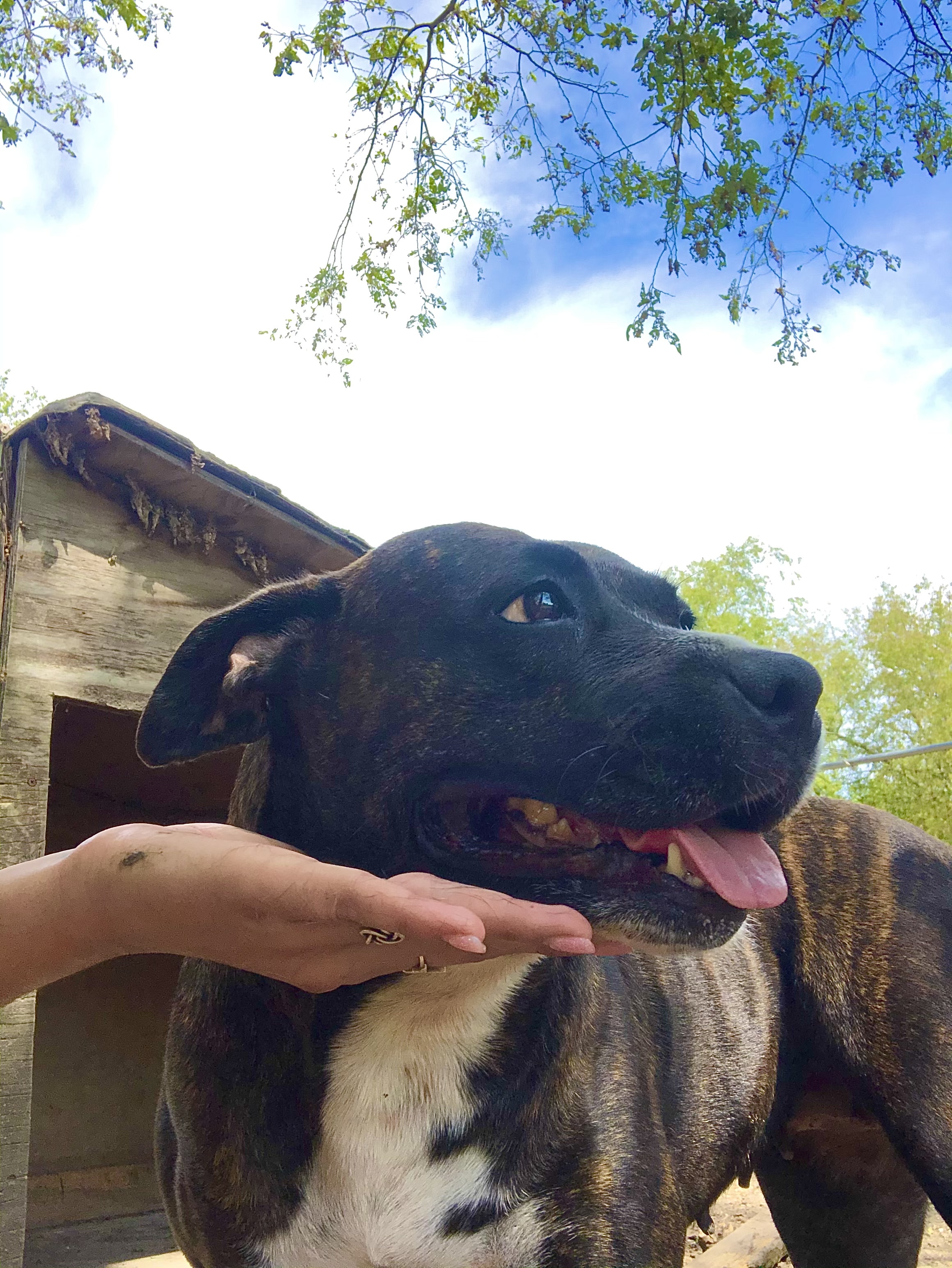 Enlarge Sweetpea, a Adoptable mixed breed in Dallas, TX image 2/6