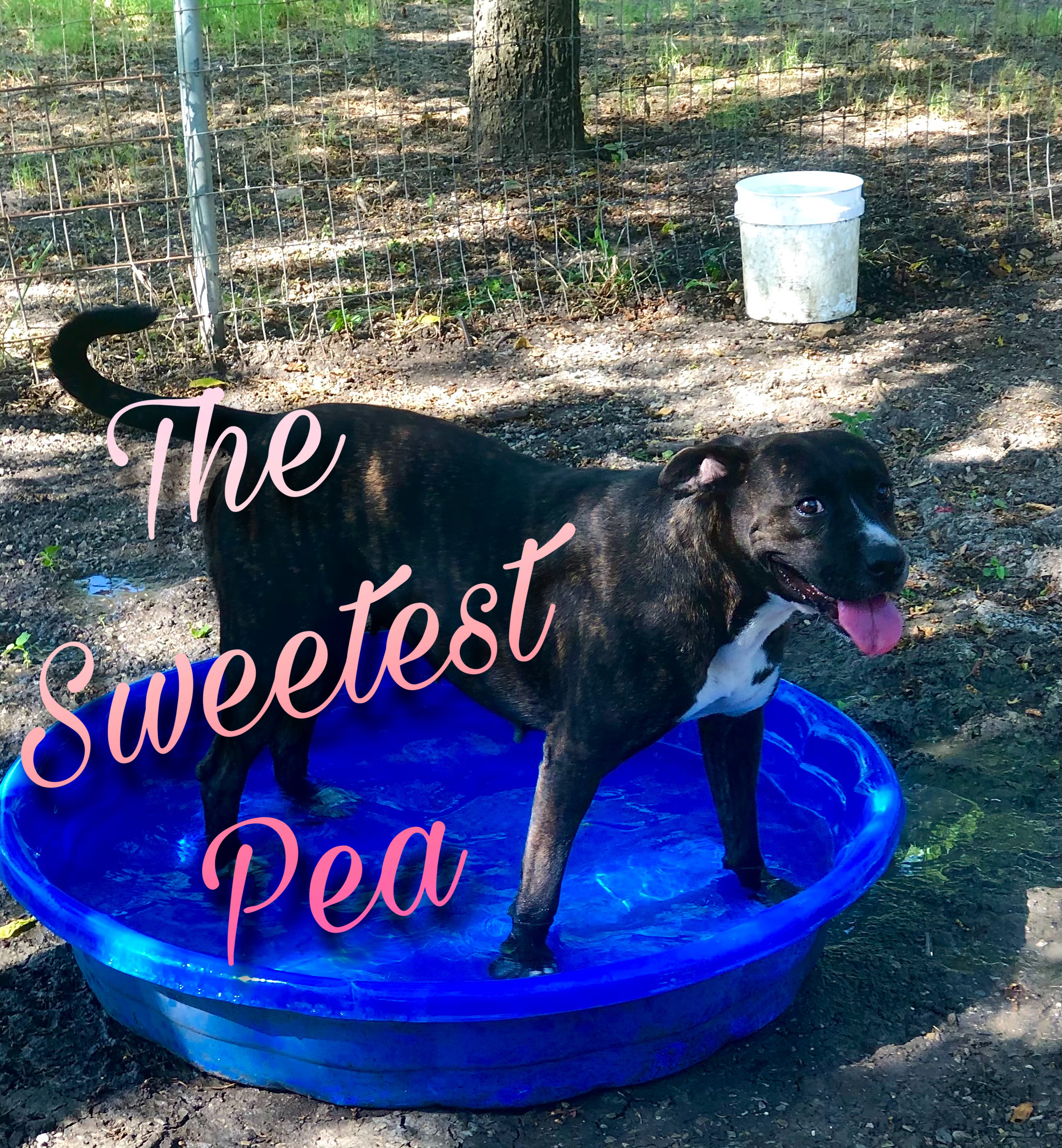 Enlarge Sweetpea, a Adoptable mixed breed in Dallas, TX image 3/6