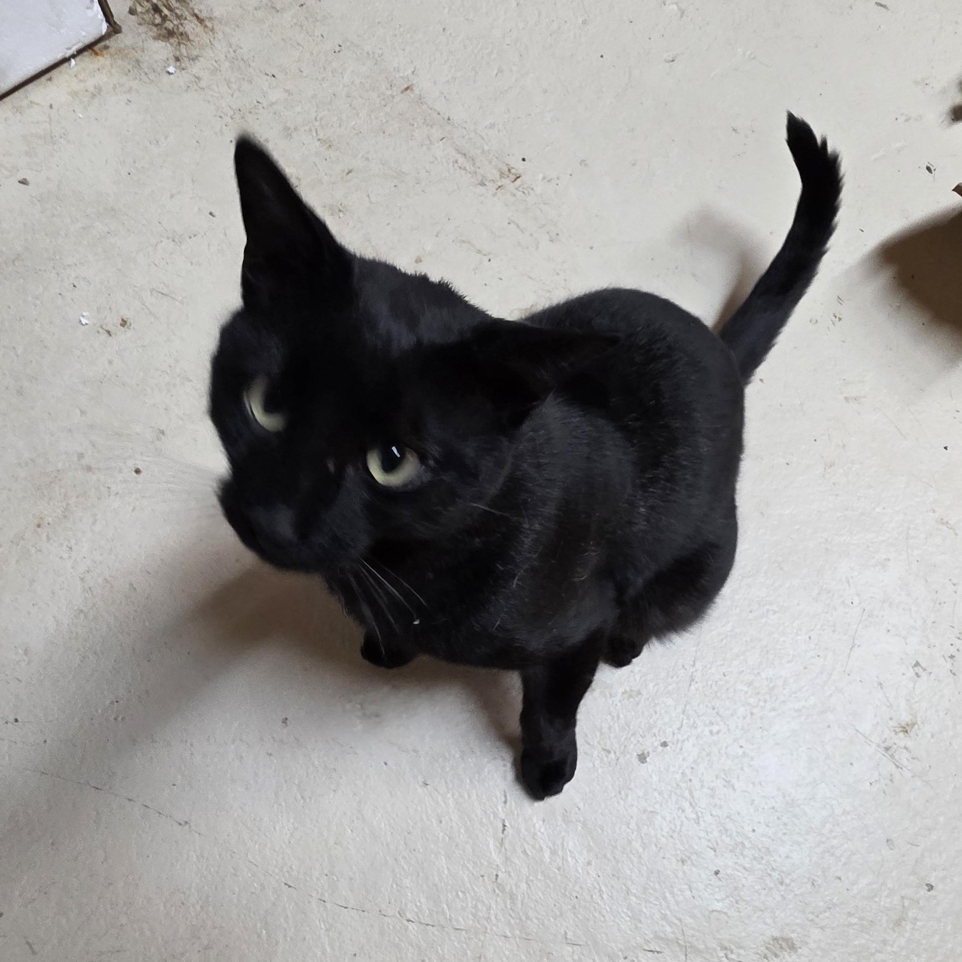 Coyote Moose, Adoptable, Adult Male Domestic Short Hair.
