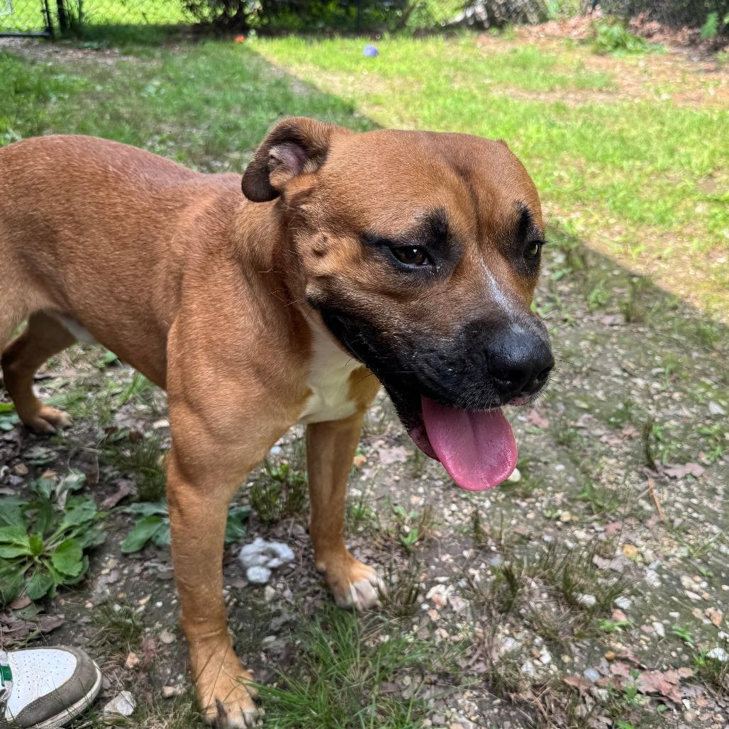 Lance Barkstrong, Adoptable, Adult Male Black Mouth Cur & Pit Bull Terrier.