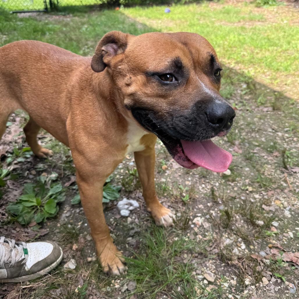 Lance Barkstrong, a Adoptable mixed breed in Eureka Springs, AR image 2/6