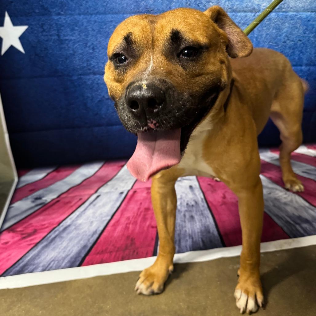 Lance Barkstrong, a Adoptable mixed breed in Eureka Springs, AR image 3/6