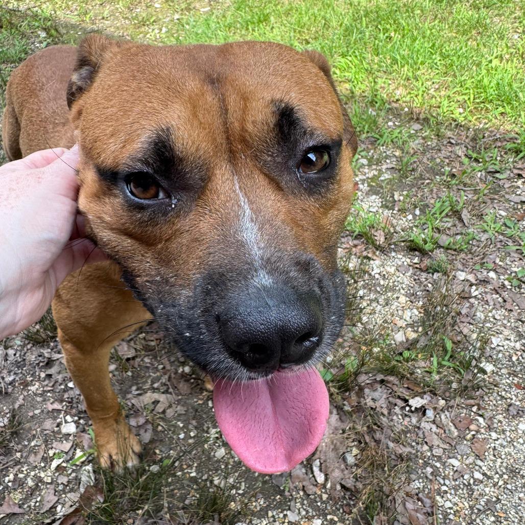 Lance Barkstrong, a Adoptable mixed breed in Eureka Springs, AR image 4/6