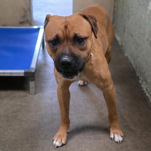 Lance Barkstrong, a Adoptable mixed breed in Eureka Springs, AR image 5/6