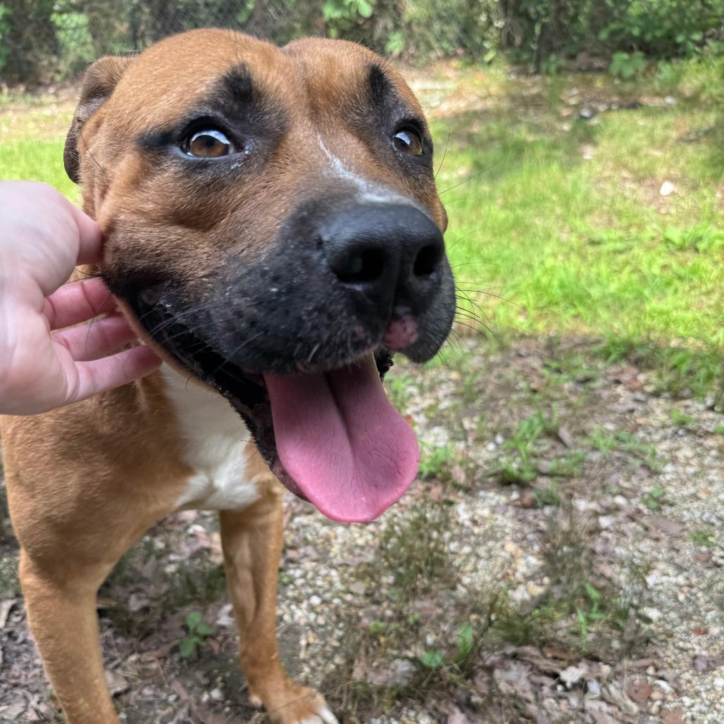 Lance Barkstrong, a Adoptable mixed breed in Eureka Springs, AR image 6/6