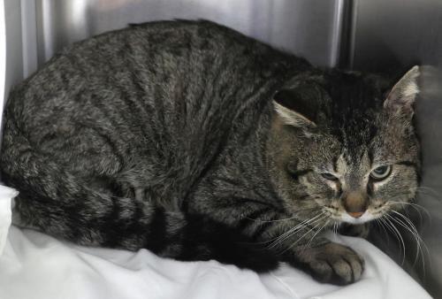 Turner, Adoptable, Adult Male Domestic Short Hair.