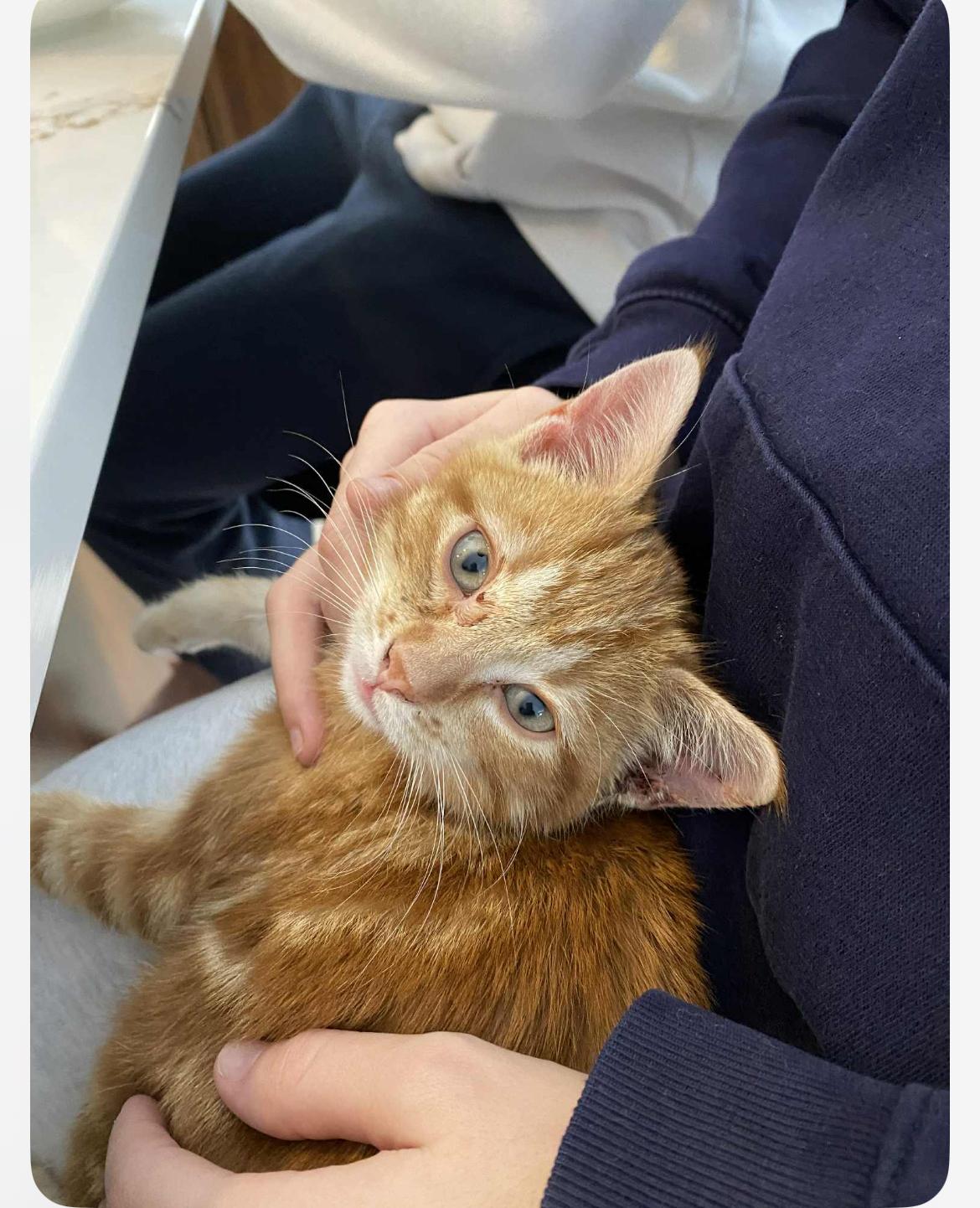 Enlarge Nemo, an adopted Domestic Short Hair in Saint-Jacques, QC image 1/1