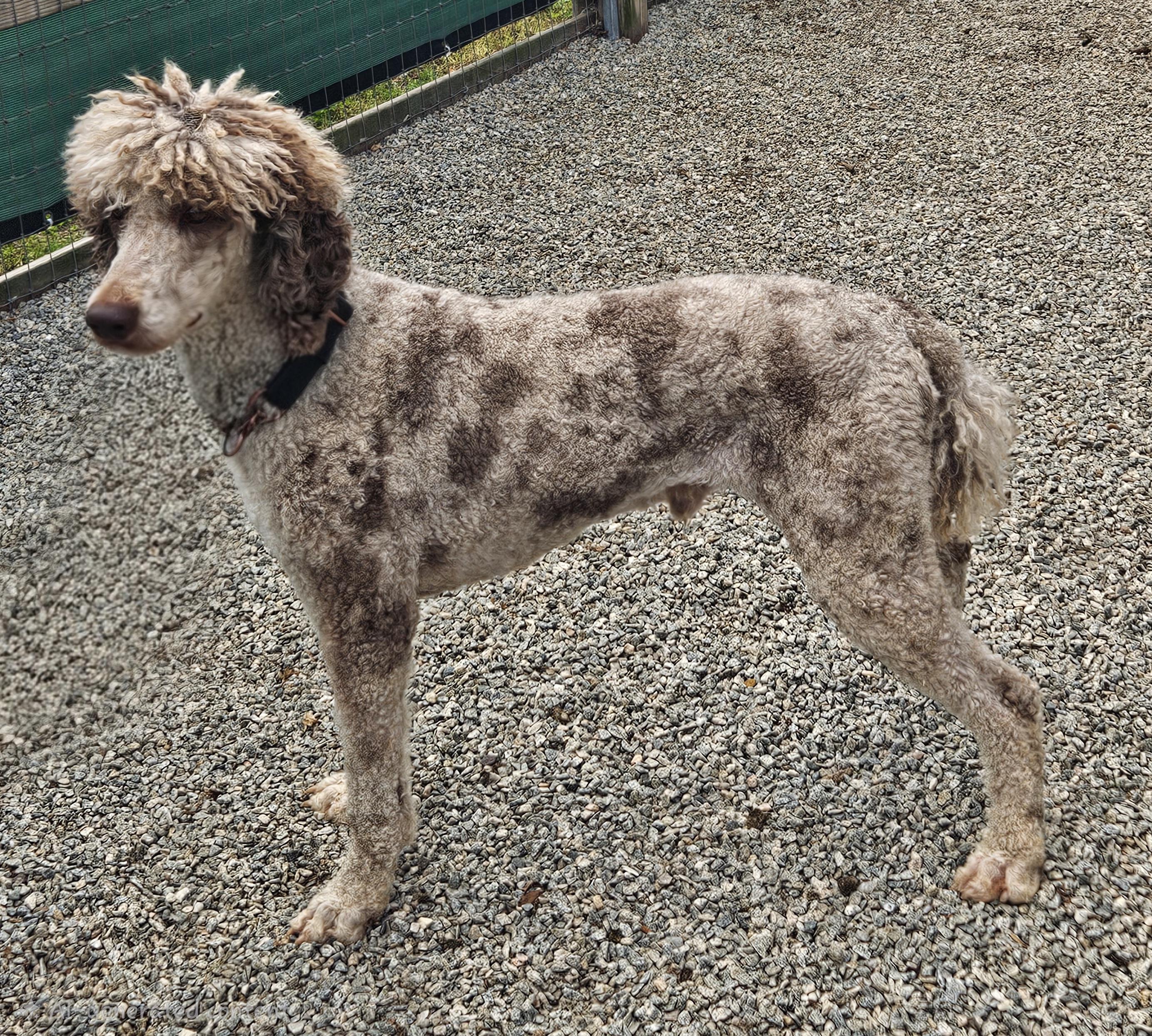 Enlarge Rocky, an adoptable mixed breed in Raleigh, NC image 3/3