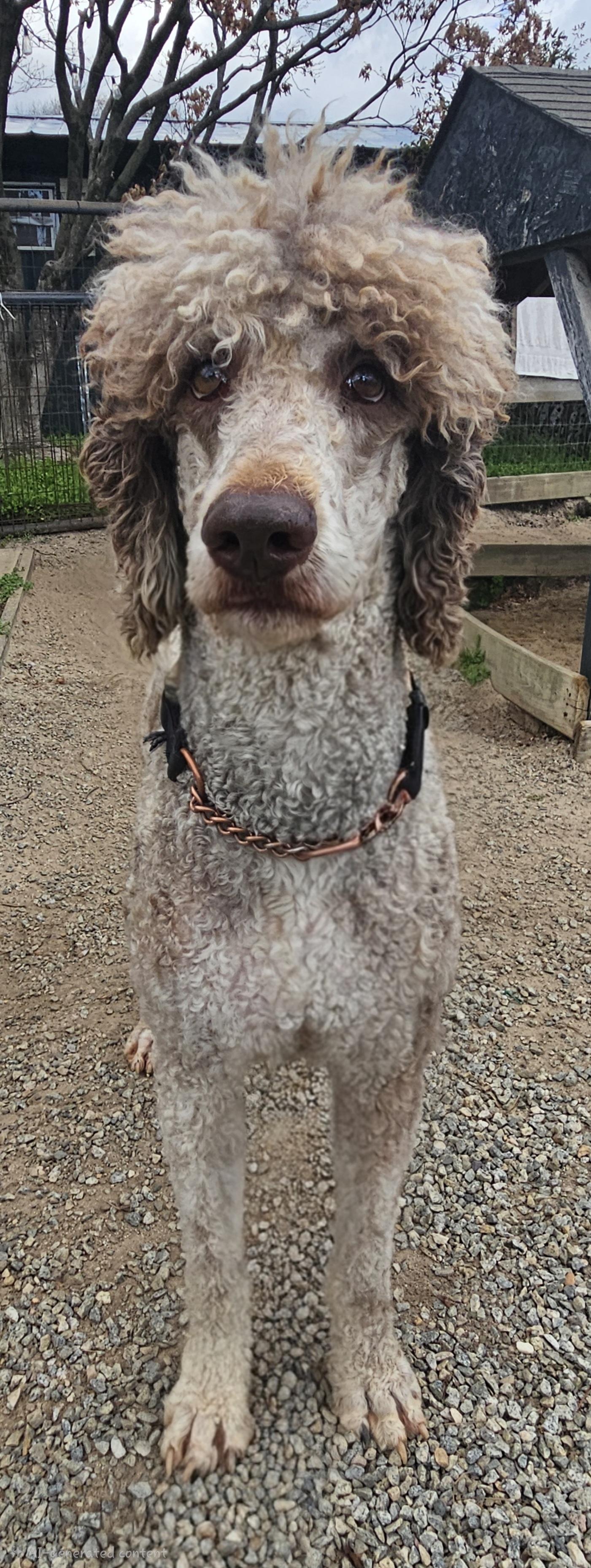 Enlarge Rocky, an adoptable mixed breed in Raleigh, NC image 2/3