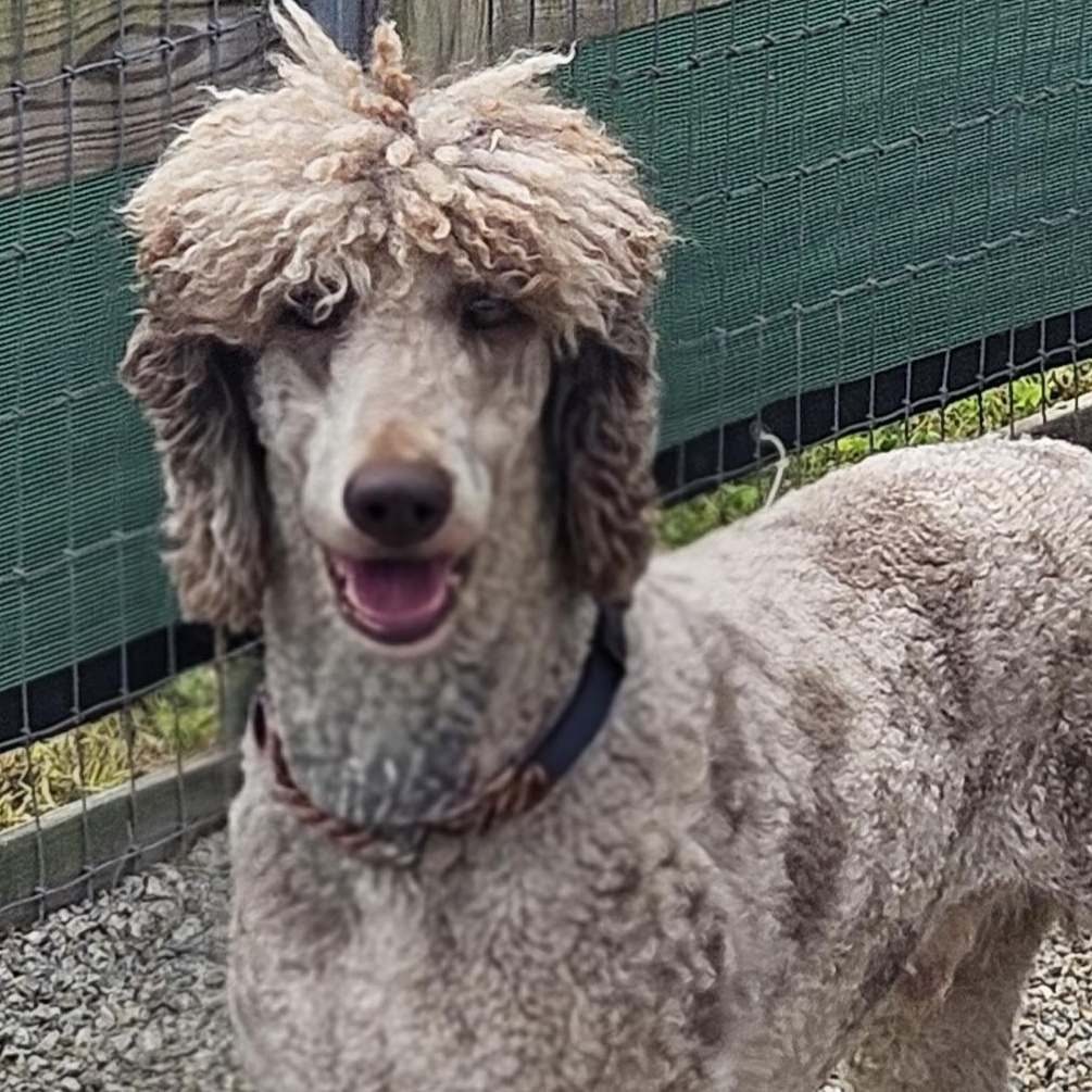 Rocky, adoptable, Adult Male Standard Poodle & Aussiedoodle.