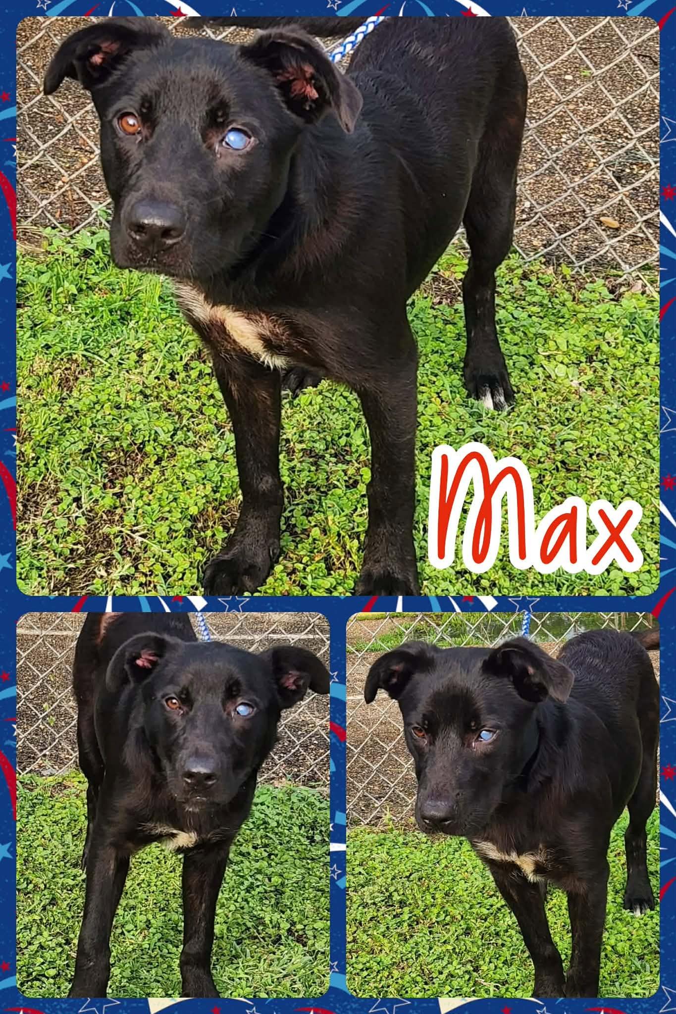 Max, ADOPTABLE, Puppy Male Shepherd & Labrador Retriever.