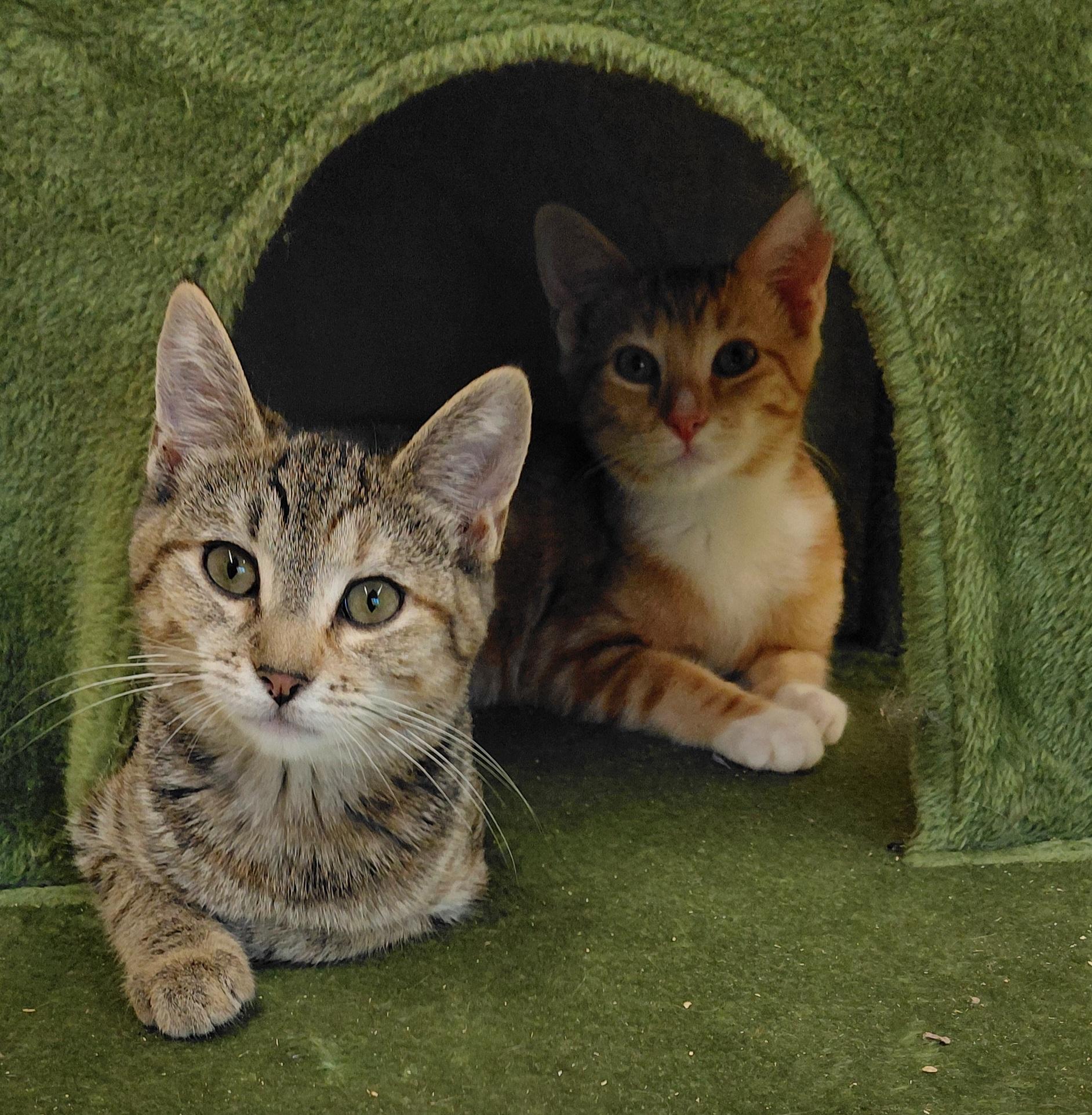 Enlarge Sage, a Adoptable Domestic Short Hair in Eugene, OR image 5/5