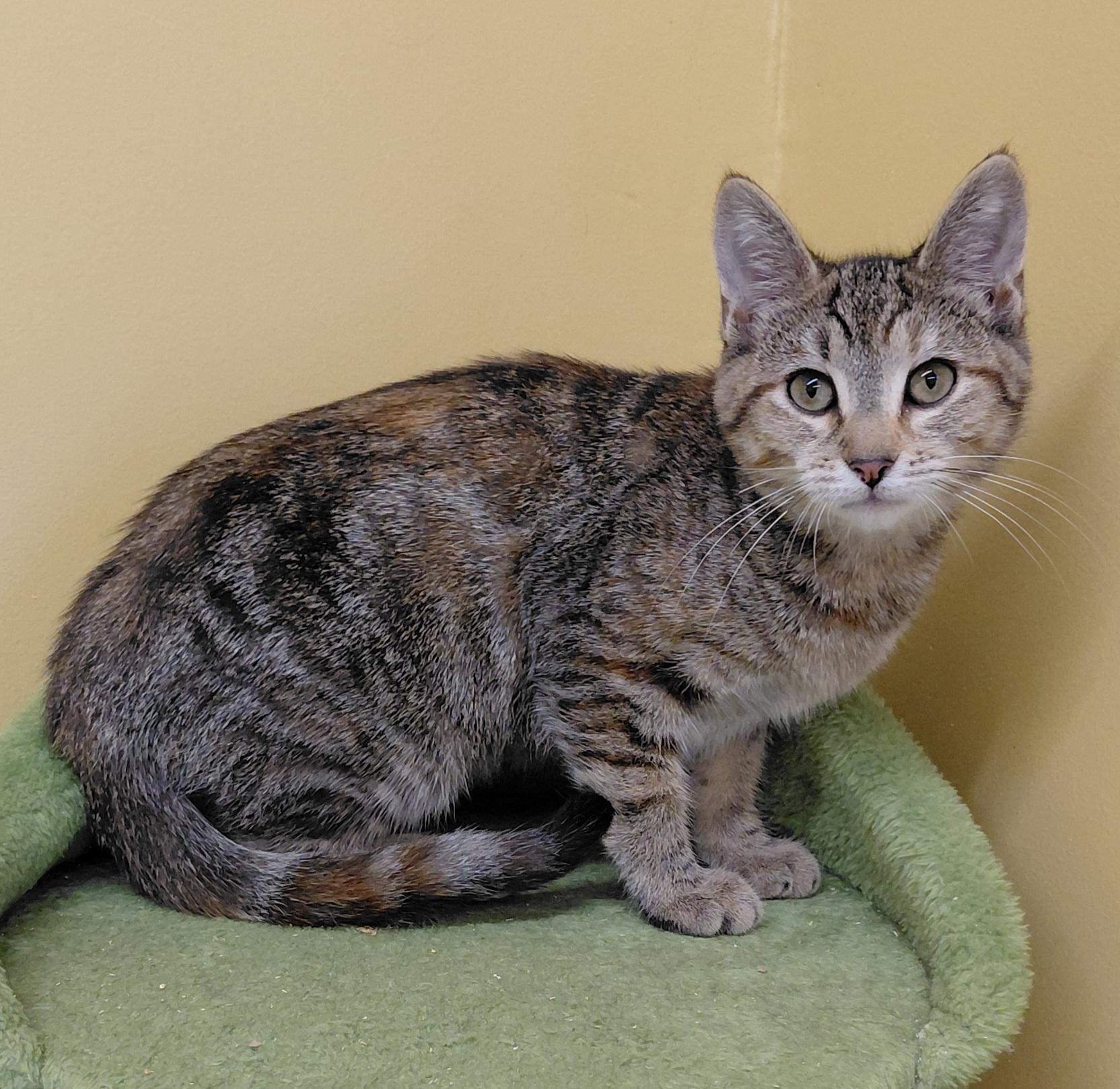 Enlarge Sage, a Adoptable Domestic Short Hair in Eugene, OR image 2/5