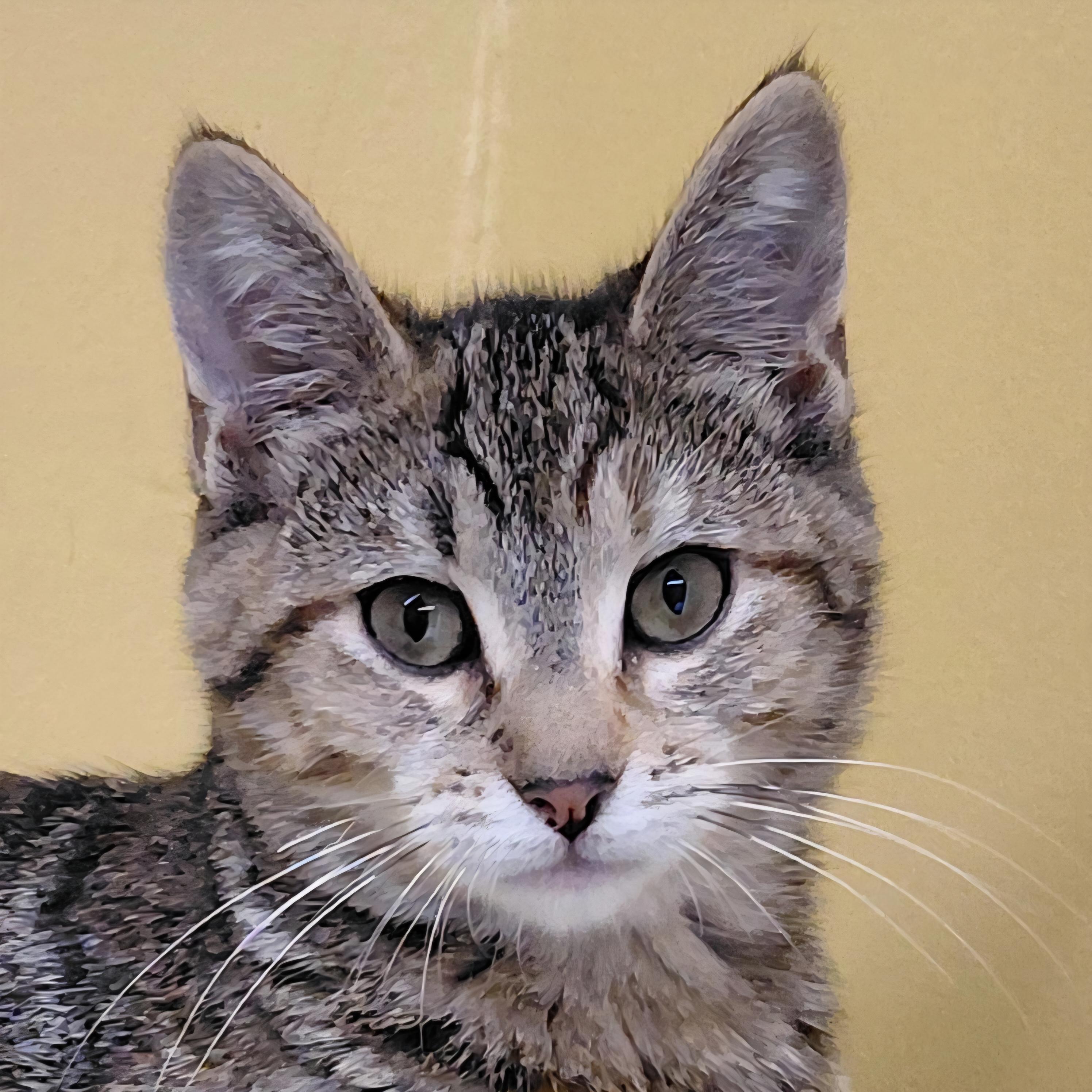 Enlarge Sage, a Adoptable Domestic Short Hair in Eugene, OR image 1/5