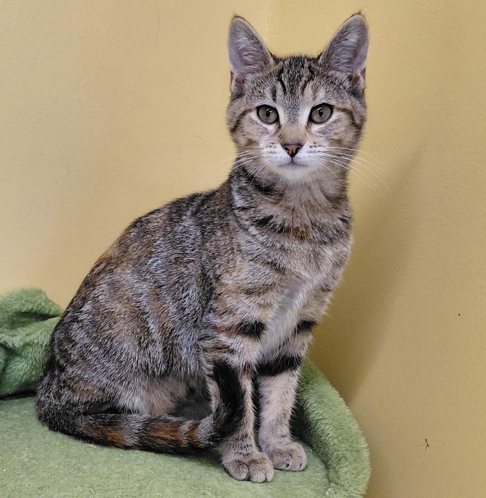 Enlarge Sage, a Adoptable Domestic Short Hair in Eugene, OR image 3/5