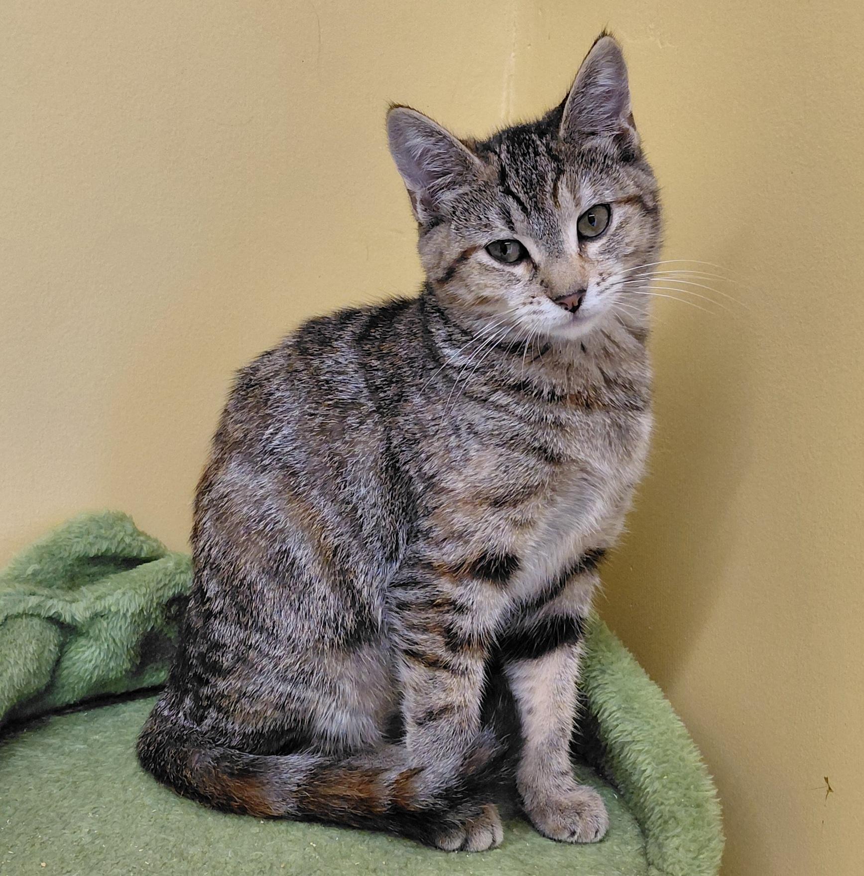 Enlarge Sage, a Adoptable Domestic Short Hair in Eugene, OR image 4/5