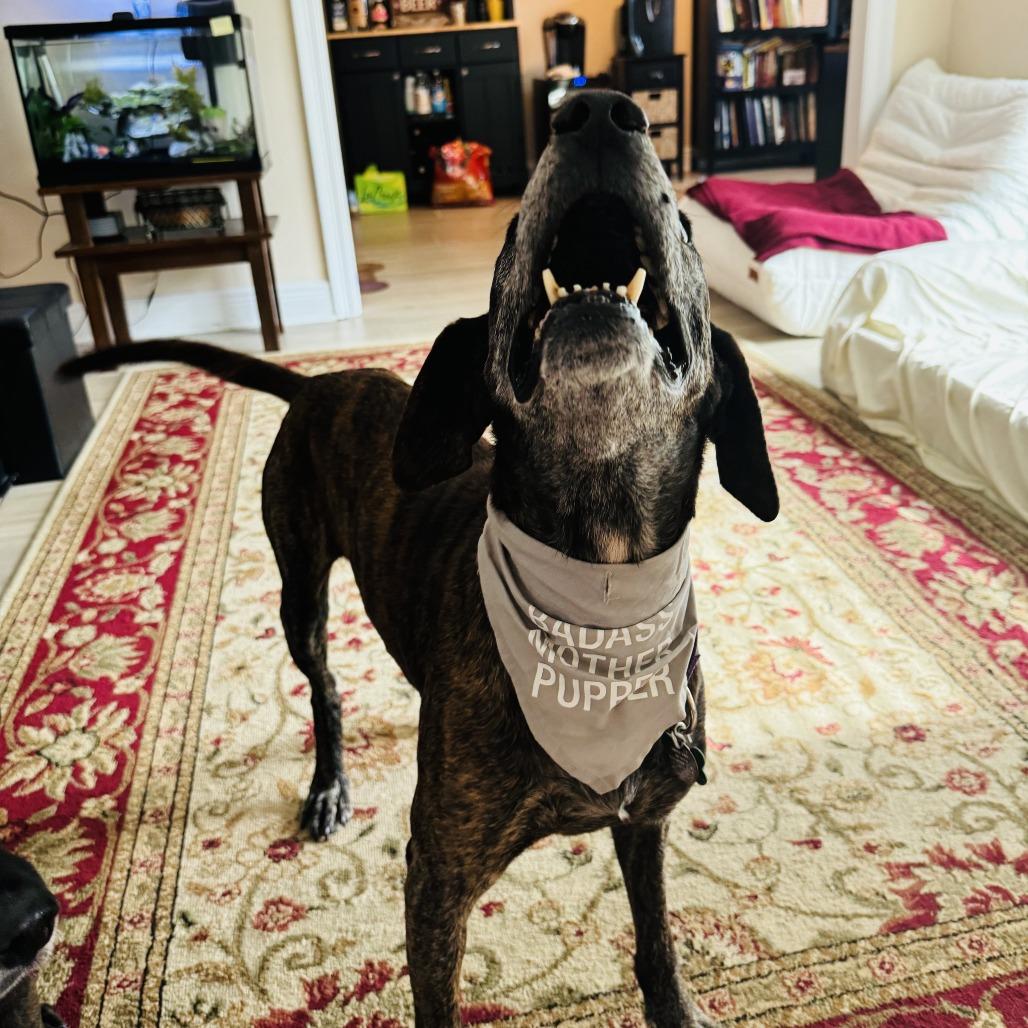 Orville Woofenbacher, Adoptable, Senior Male Hound.