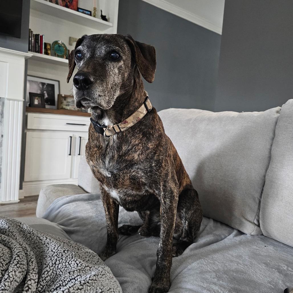 Enlarge Orville Woofenbacher, a Adoptable mixed breed in New Orleans, LA image 1/6