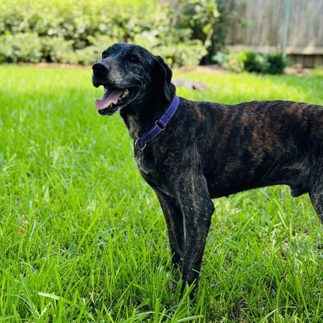 Orville Woofenbacher, a Adoptable mixed breed image 3/6