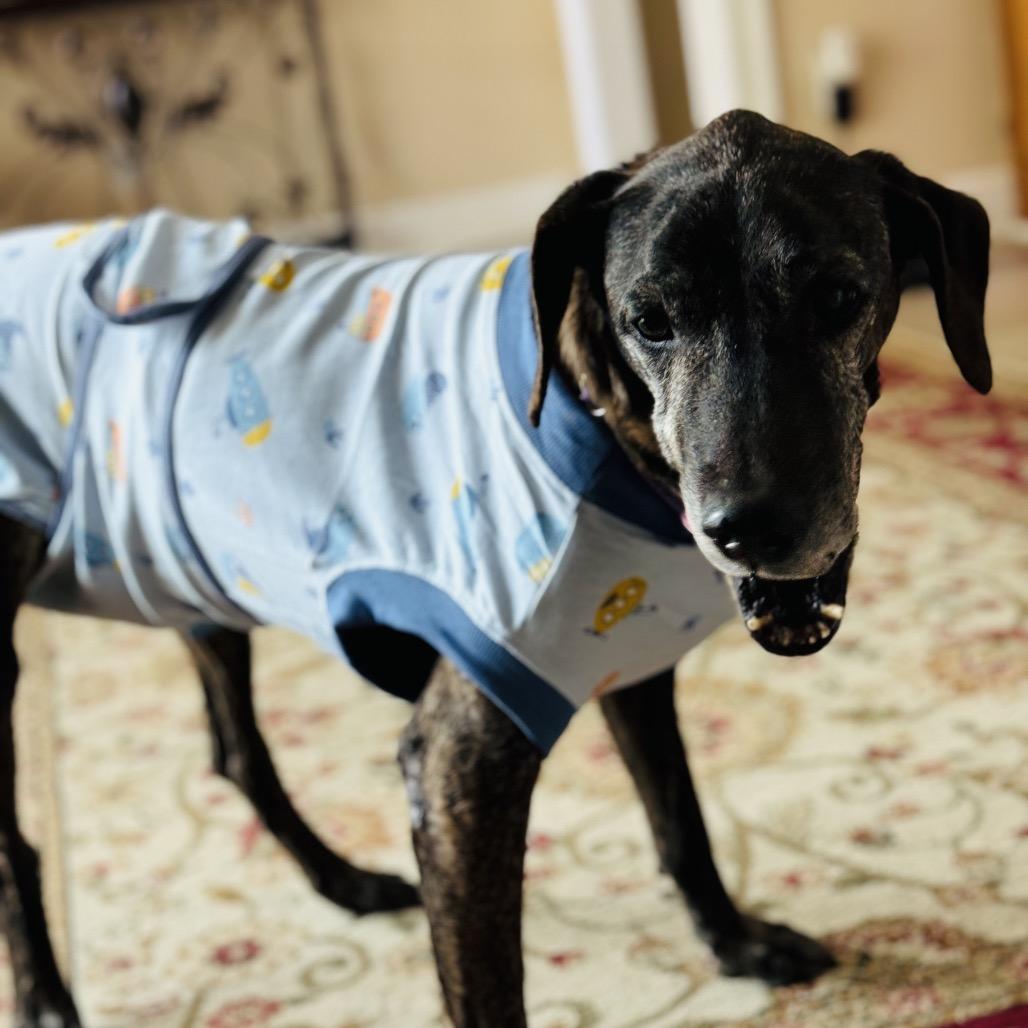 Orville Woofenbacher, a Adoptable mixed breed image 4/6