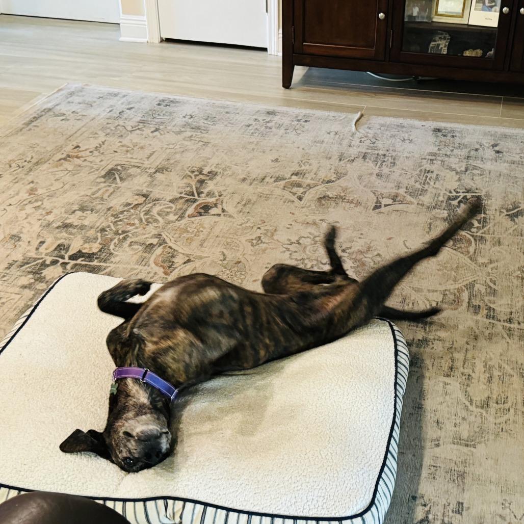 Enlarge Orville Woofenbacher, a Adoptable mixed breed in New Orleans, LA image 5/6