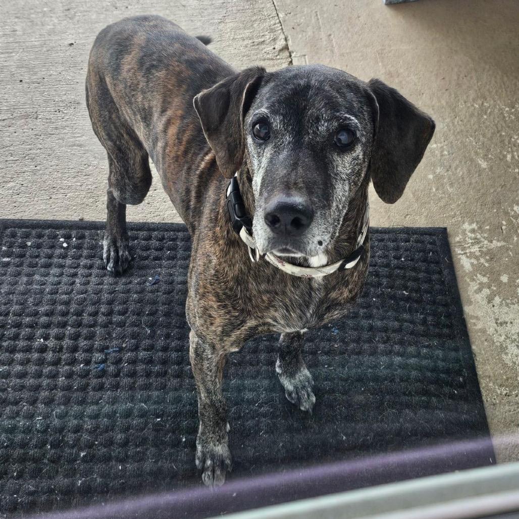 Orville Woofenbacher, Adoptable, Senior Male Hound.